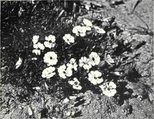Sea Campion (Silene maritima, With.)