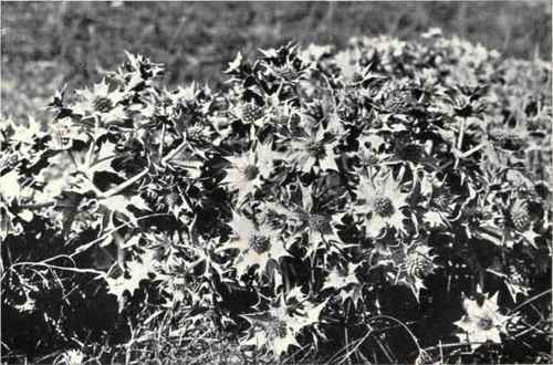 Sea Holly (Eryngium maritimum, L.)