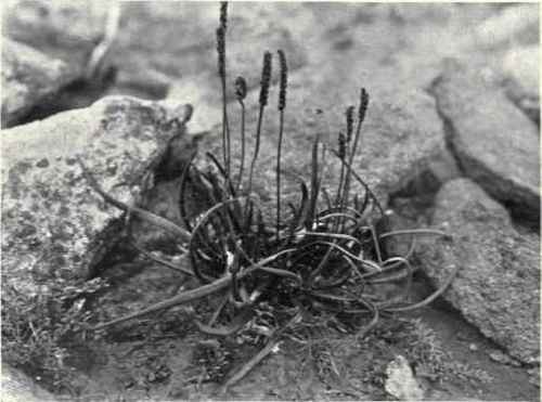 Sea Plantain (Plantago maritima, L.)