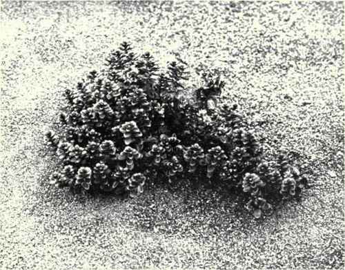 Sea Purslane (Arenaria peploides, L.)