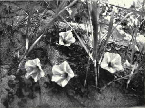 Seaside Bindweed (Calystegia Soldanella, Br.)