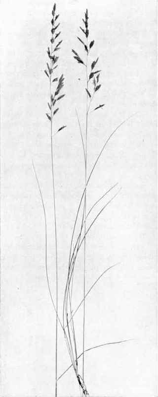 Sheep's Fescue (Festuca ovina, L., var. duriuscula, Hackel)