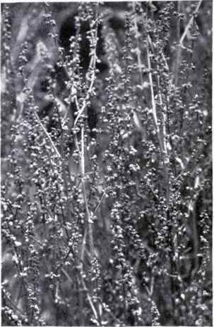 Sheep's Sorrel (Rumex Acetosella, L.) Female plant