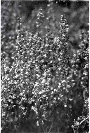 Sheep's Sorrel (Rumex Acetosella, L.) Male plant