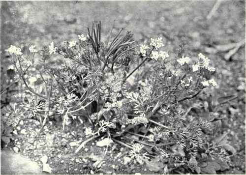 Shepherd's Needle (Scandix Pecten Veneris, L.)