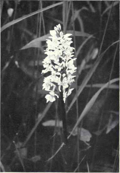 Spotted Orchid (Orchis maculata, L.)