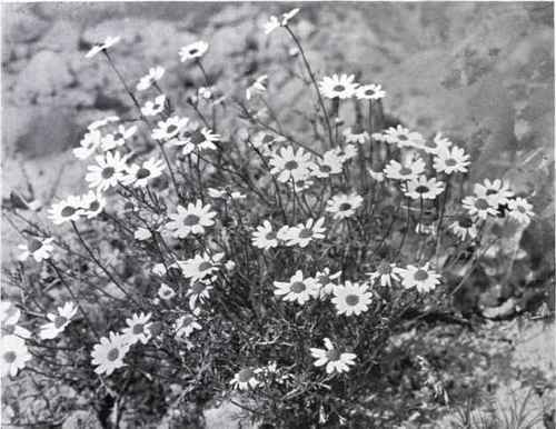 Stinking Mayweed (Anthemis Cotula, L.)