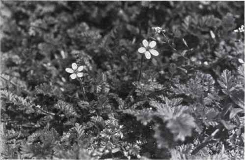 Stork's Bill (Erodium cicutartum, L'Herit.)