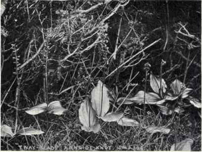 Tway blade (Listera ovata, Br.)