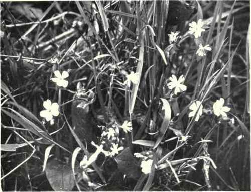 White Campion (Lychnis alba, Mill.)