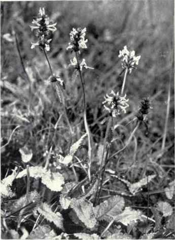 Wood Betony (Stachys officinalis, Trev.)