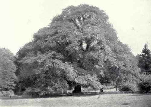 Wych Elm (Ulmus glabra, Huds.) others)
