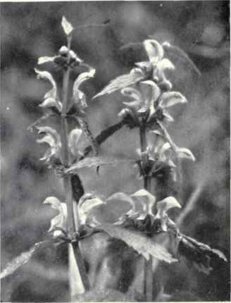 Yellow Archangel (Lamium Galeobdolon, Crantz)