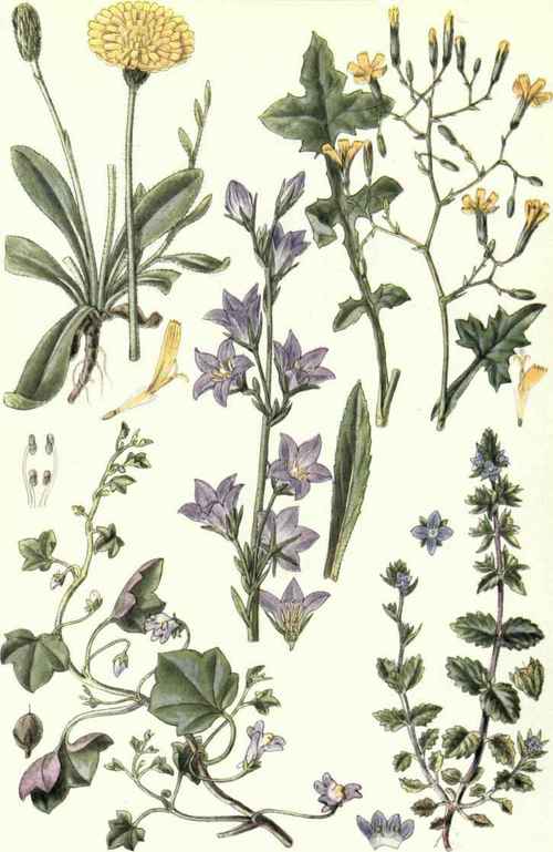 1. Mouse ear Hawkweed (Hieracium Pilosella, L.). 2. Wall Lettuce (Lactuca muralis, Gaertn.). 3. Rampion (Campanula Rapunculus, L.). 4. Ivy leaved Toad Flax (Linaria Cymbalaria, Mill.). 5. Wall Speedwell (Veronica arvensis, L.).
