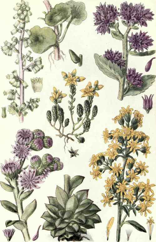 1. Pennywort (Cotyledon Umbilicus, veneris, L.). 2. Orpine (Sedum Telephium, L.). 3. Biting Stonecrop (Sedum acre, L.). 4. Houseleek (Sempervivum tectorum, L.). 5. Golden Rod (Solidago Virgaurea, L.).