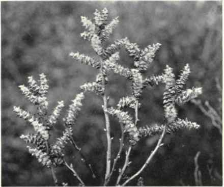 Bog Myrtle (Myrica Gale, L.)