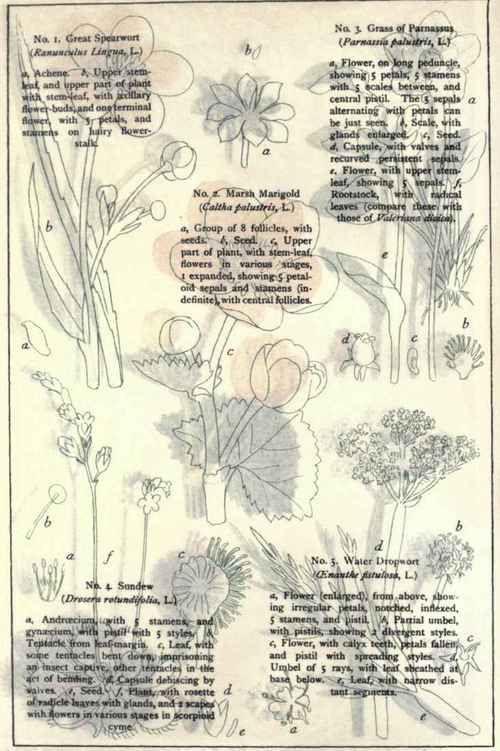 British Wild Flowers In Their Natural Haunts