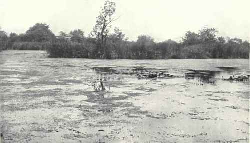 Broad Or Shallow Lagoon With Aquatic Vegetation Showing floating leaf associations covering the surface.