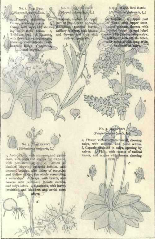 Flowers Of The Bogs And Marshes