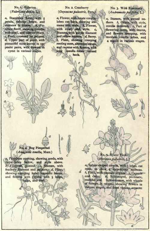 Flowers Of The Bogs And Marshes