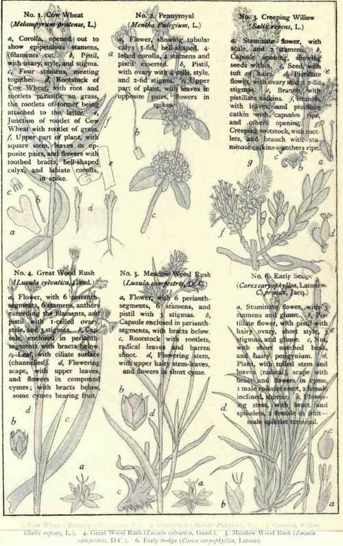 Flowers Of The Heaths And Moors
