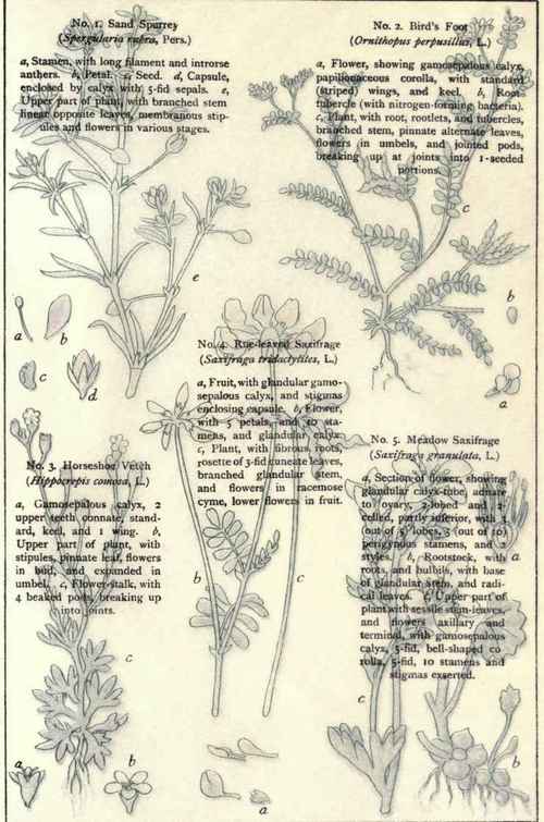 Flowers Of The Rocks And Gravelly Places