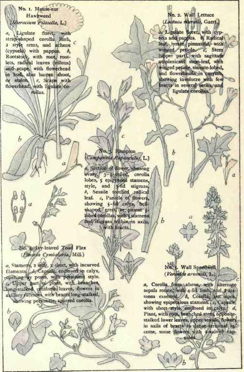 Flowers Of The Rocks And Gravelly Places