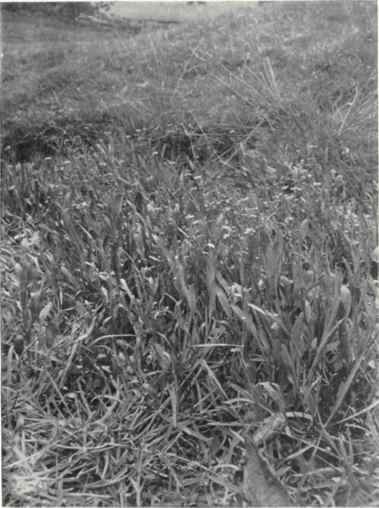 Great Spearwort (Ranunculus Lingua, L.)