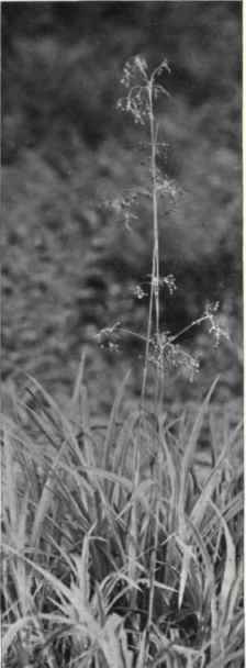 Great Wood Rush (Luzula sylvatica, Gaud.)