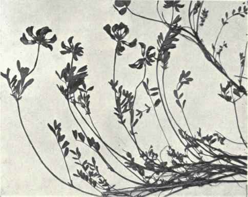 Horseshoe Vetch (Hippocrepis comosa, L.)