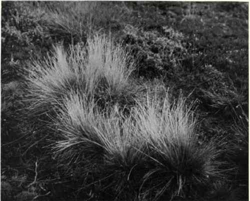 Mat grass (Nardus stricta, L.)