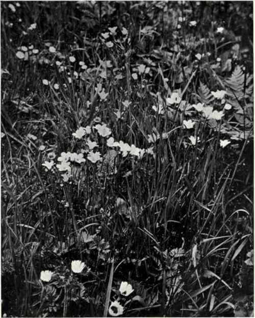 Meadow Saxifrage (Saxifraga granulata, L.)