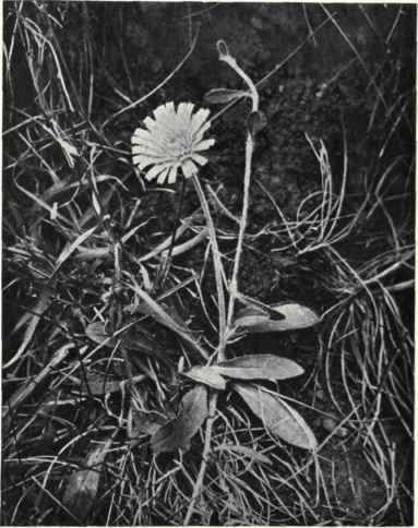 Mouse ear Hawkweed (Hieracium Pilosella, L.)