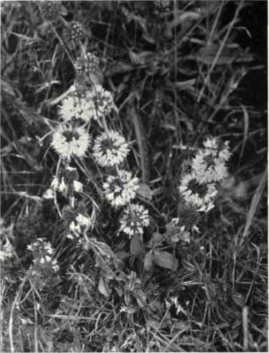 Pennyroyal (Mentha Pulegium, L.)
