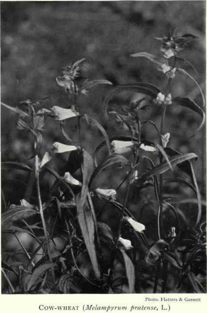 Pennyroyal (Mentha Pulegium, L.)
