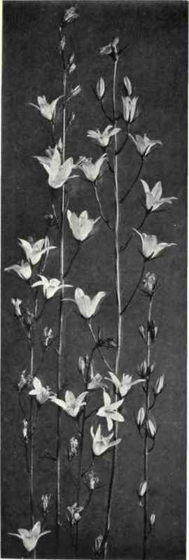 Rampion (Campanula Rapunculus, L.)