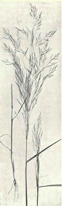 Silky Wind Grass (Apera Spica venti. Beauv.)