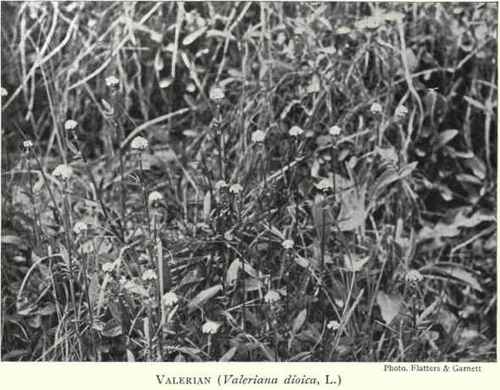 The Valerian is 1 2 ft. high. It flowers in May and July. It is a deciduous, herbaceous plant increased by division.