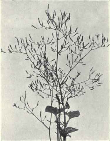Wall Lettuce (Lactuca muralis, Gaertn.)