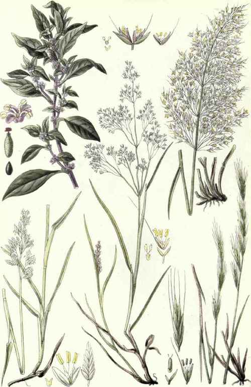 Wall Speedwell is strictly a sand loving plant, growing on sand soil, on walls, and on gravel.