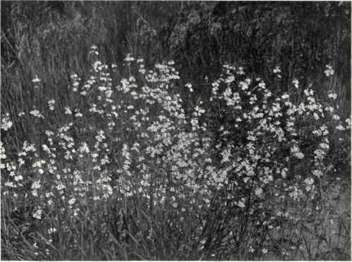 Water Violet (Hotionia palustris, L.)