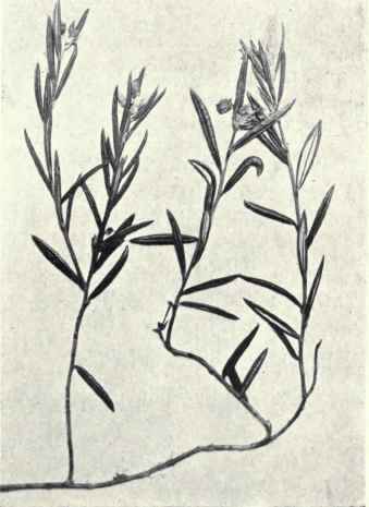 Wild Rosemary (Andromeda polifolia, L.)