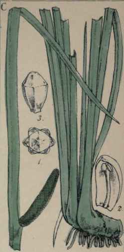 Acorus Calamus