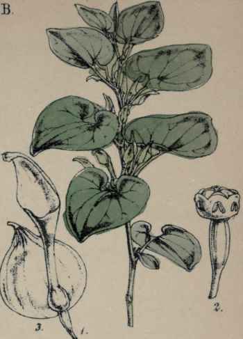 Aristoiochia Clematitis.