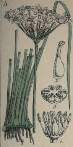 Butomus umbellatus