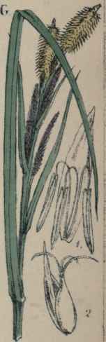 Carex riparia