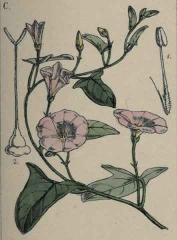 Convolvulus arvensis