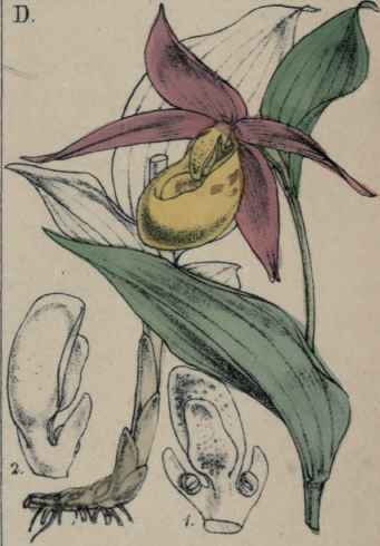 Cypripedrum Calceolus.