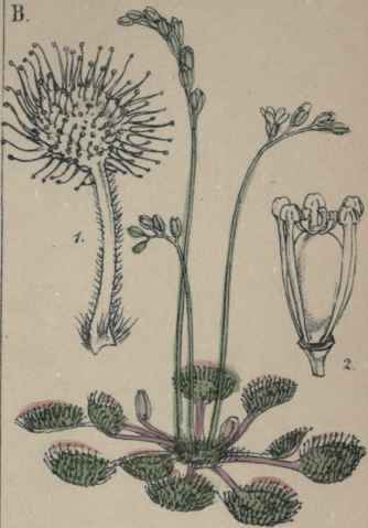 Drosera. rotundifolia.