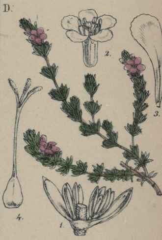 Frankenia laevis.